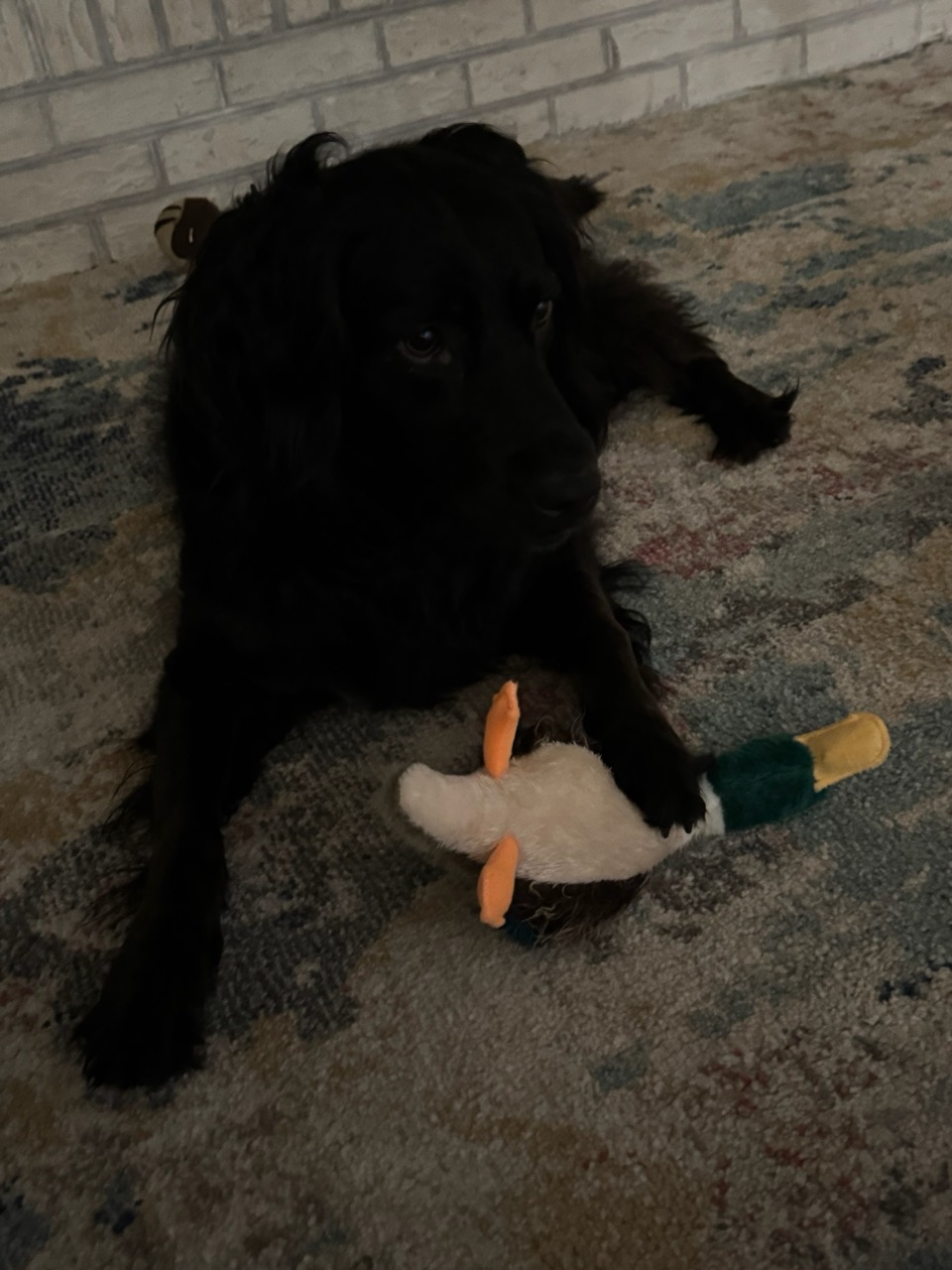 i hold the Duckie
